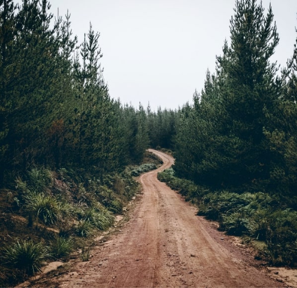 Fiscalização da gestão de combustível florestal  Fiscalização da gestão de combustível florestal